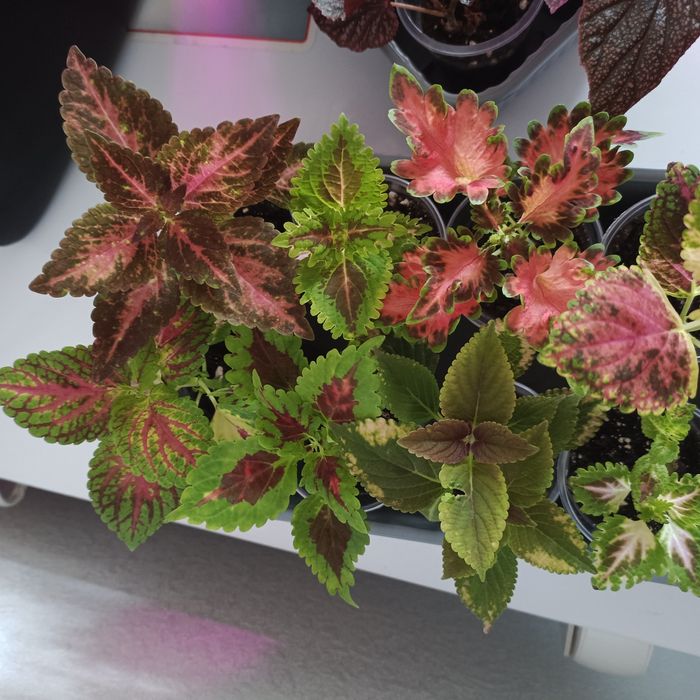 Комнатные растения