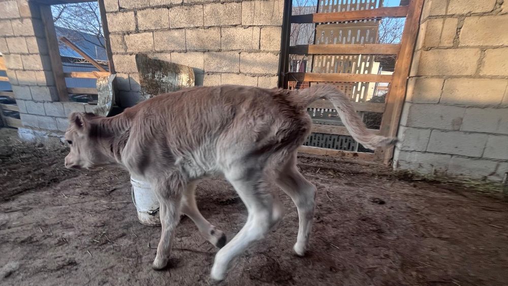 Бузаулы Сиыр сатылады