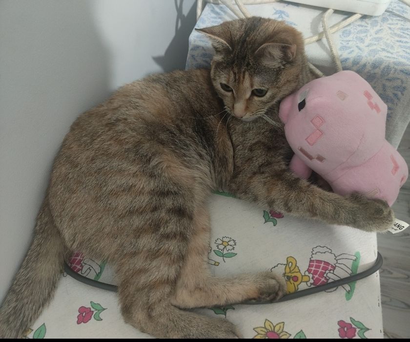 Ищем новый дом для нашей девочки