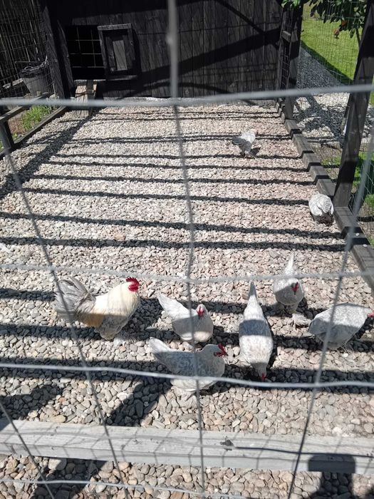 Vând doua familii 1+4 sau 1+5 găini rasă Mii de flori Isabel