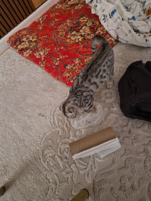 Продам кошку 4 месяца