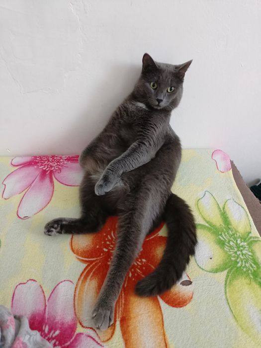 Кот породистый,стерилизован