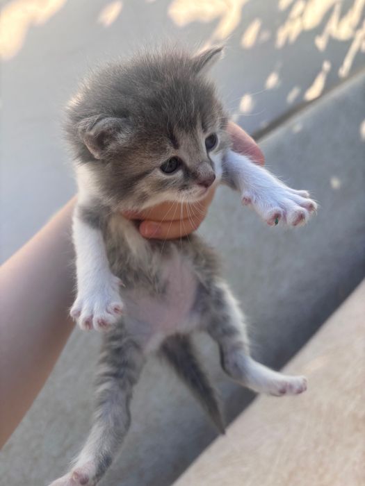 Котята бесплатно в добрые руки