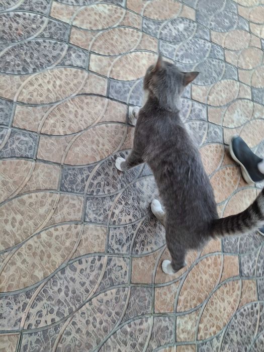 Кошка домашняя, серая