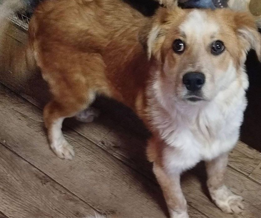 Даром рыжий мальчик,Ташкент