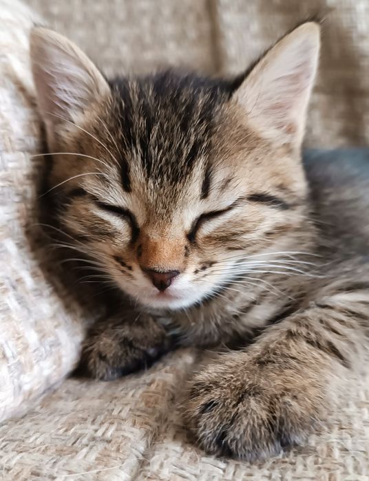 Котята окраса Табби