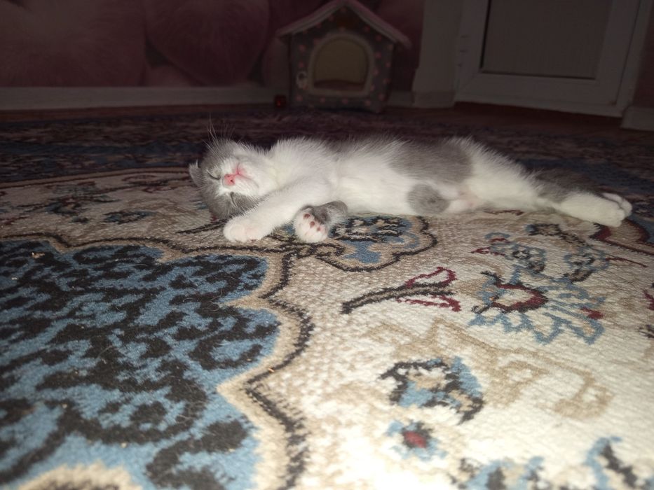 Продаётся котята