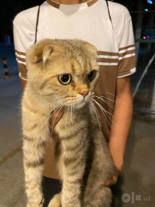 Scottish Fold zotli mushuk