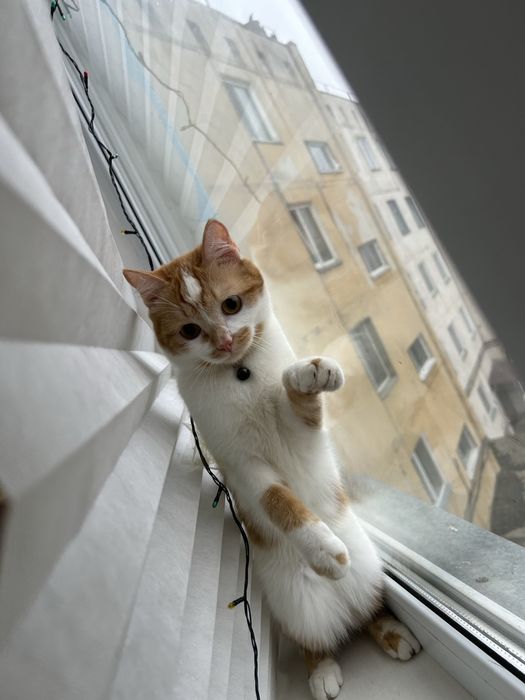 Отдам кота стилиризованный