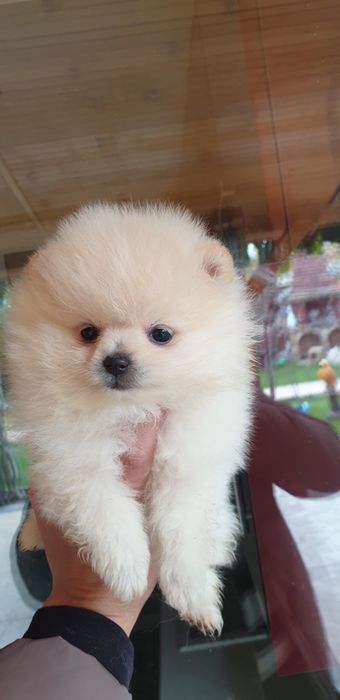 Померан мими