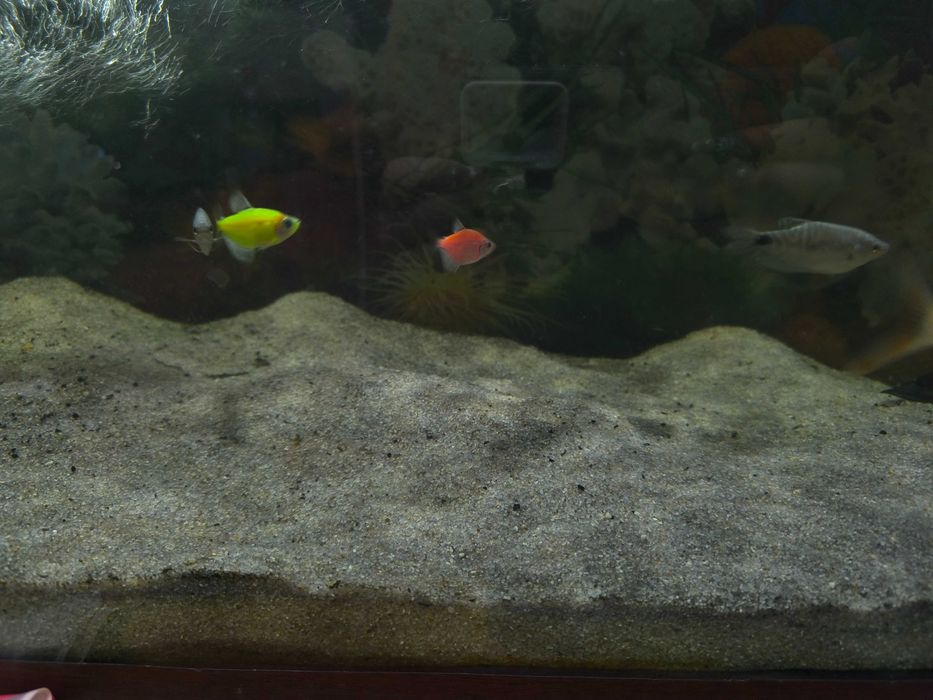 Аквариум с рыбами. СРОЧНО!!!