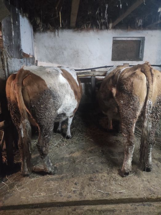 Vaci gestante de vânzare