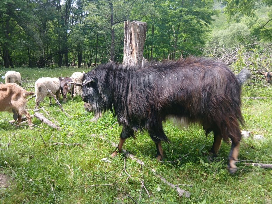 Vănd țap  iezi capre comuna Pui Hunedoara