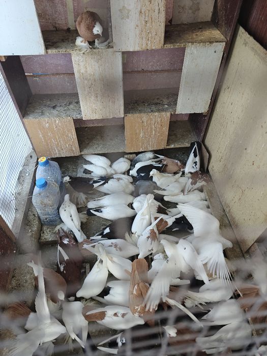 Продам голубей домашних