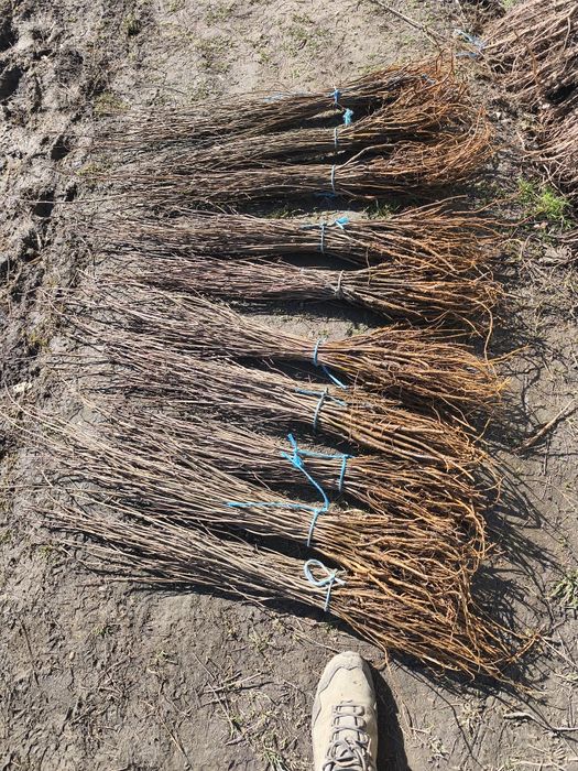 Puieții salcâm mesteacăn alb la preț bun