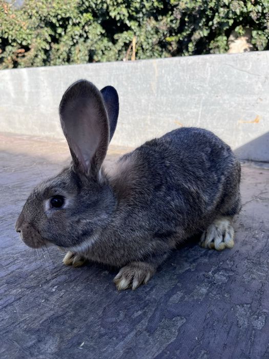 Vând iepuri california si urias german