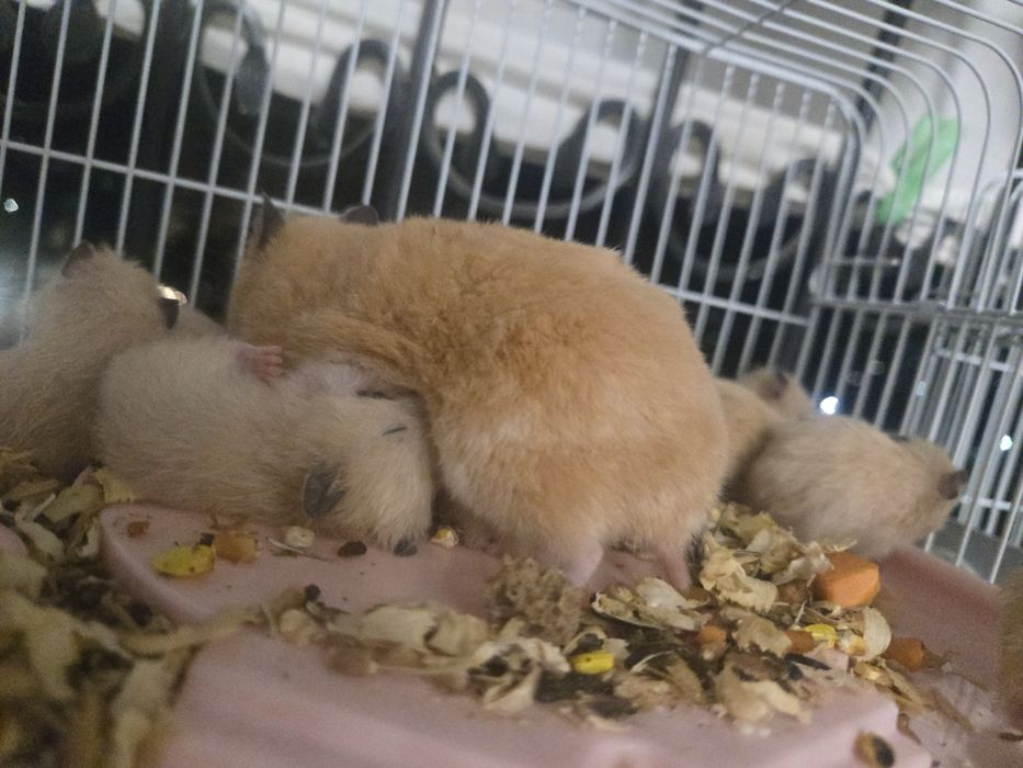 Продаётся сирийские хомячки