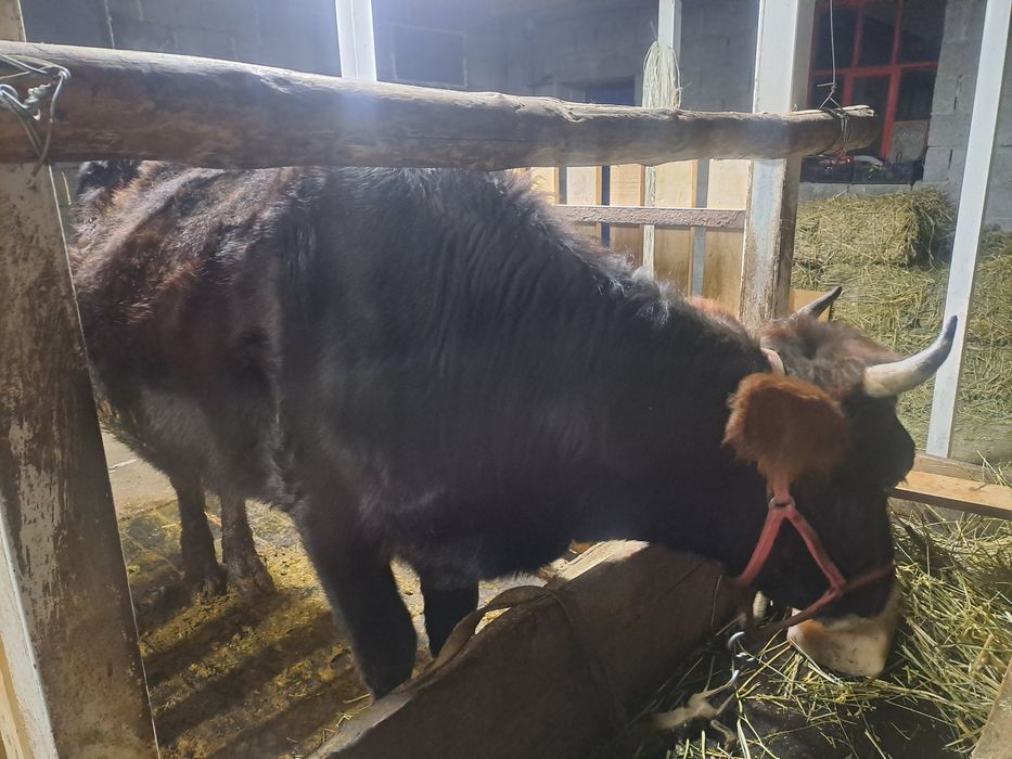 Сауынды сиыр  сатылады