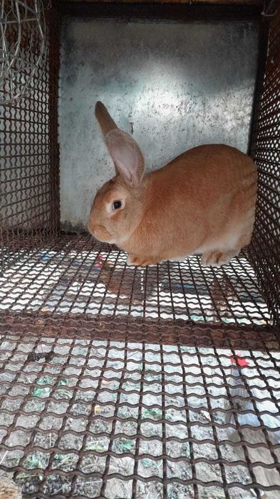 Iepure mascul urias german galben