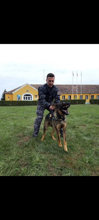 Dresaj canin Pitești | Dresaj disciplină + Pensiune canină | Dresor cu experiență