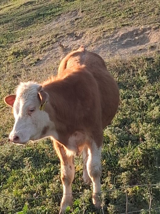 Vand doi tauriii