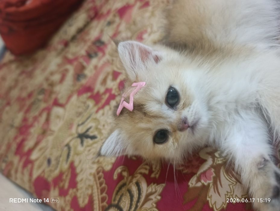 Золотой шиншилла