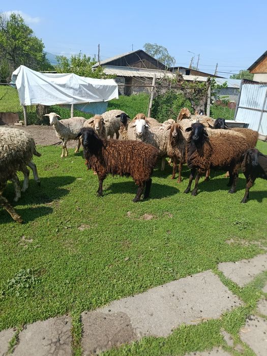 В продажи Жирных Баран.