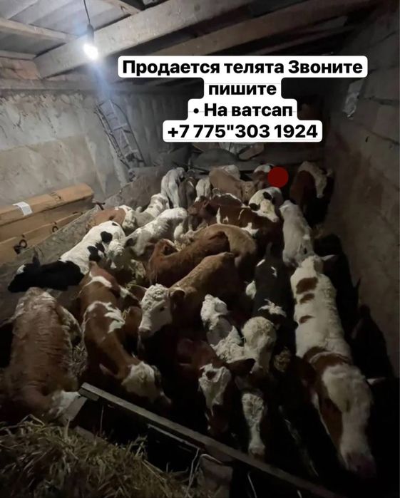 Продам телят молочных и мясных пород