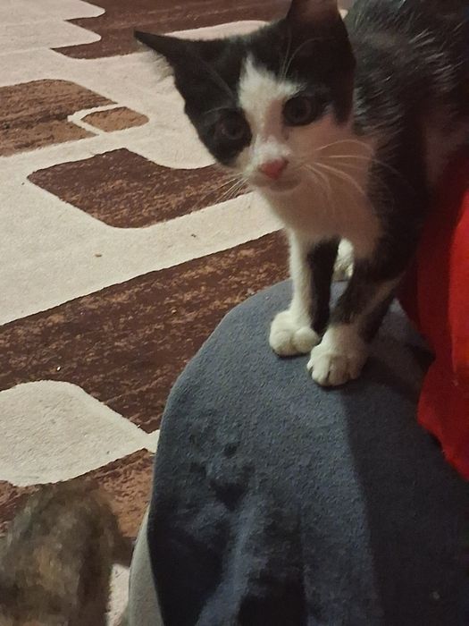 Котёнок в добрые руки срочно
