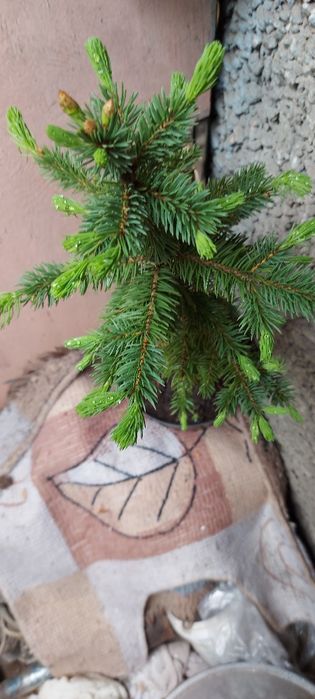 Продам голубую ель цветущею!