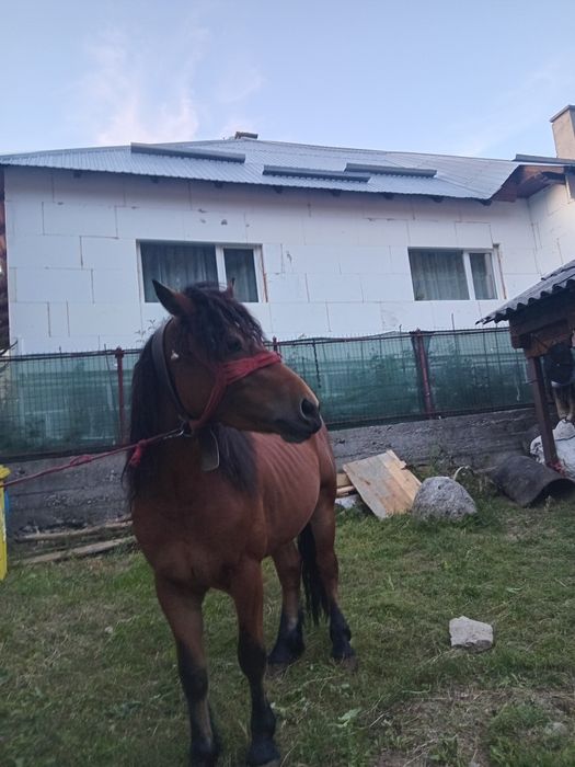 Vand armasar mai multe detali la numaru de telefon