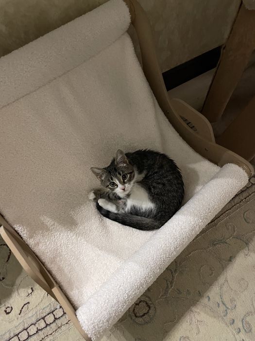 Отдам котенка в добрые руки