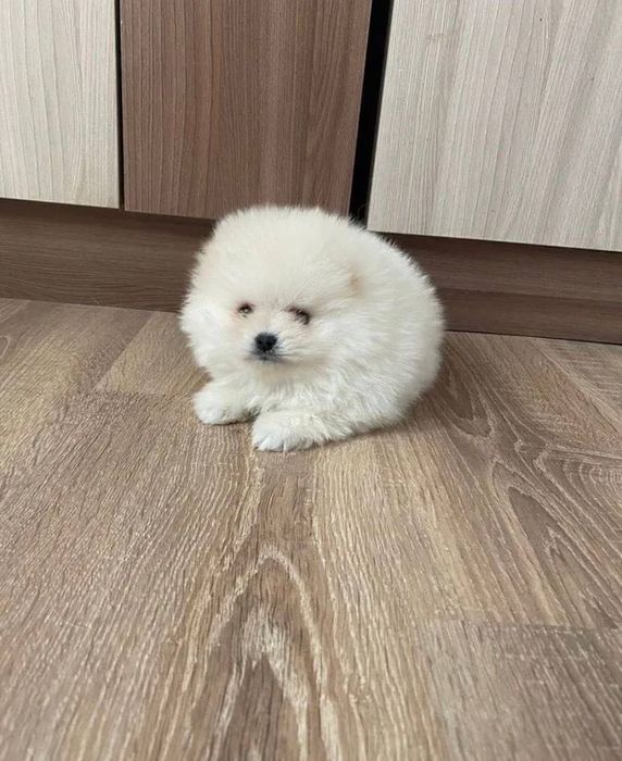 Шпиц мальчик, померанец помесь с немецким шпицем