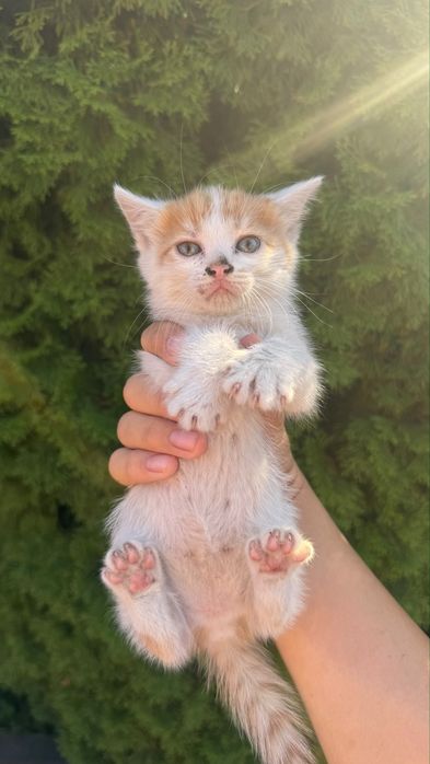 Котята 1,5 месяца