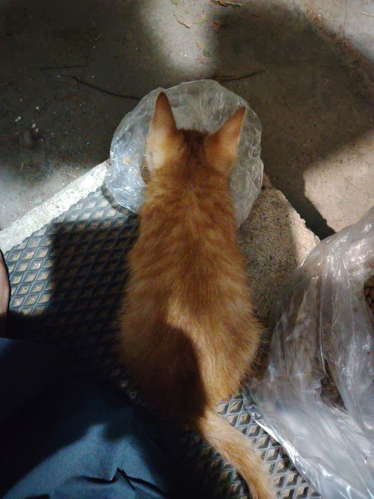 Нашли котенка на улице. Мальчик
