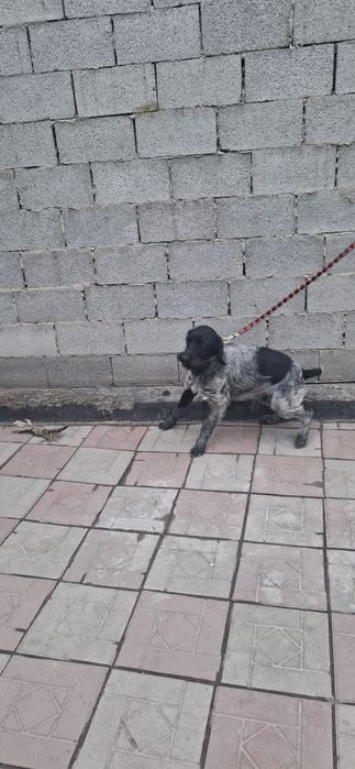 Продам Дратхаар щенка суку