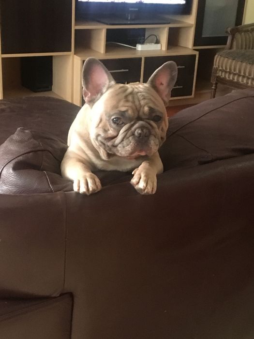 Французский бульдог Вязка