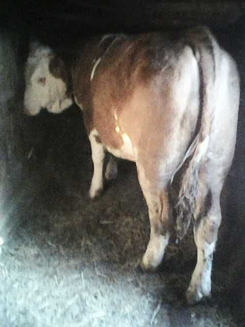 Juninca bălțată românească