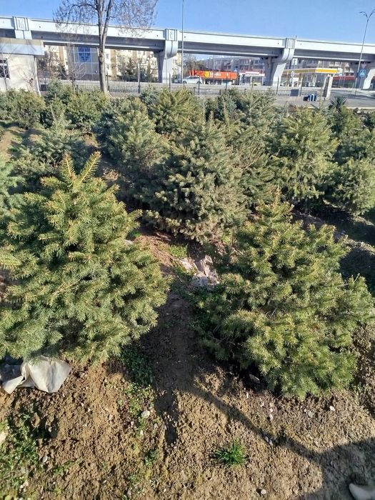 Продаются серебристоголубые ели прямо на ТКАД от