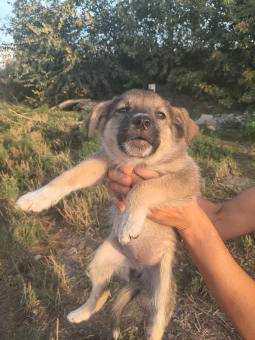 Щенок  мальчик бесплатно