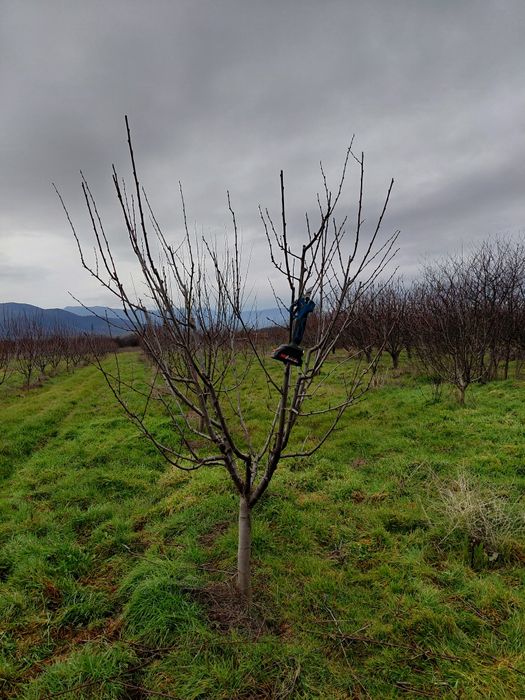 Резитба на овошки лозя асми и др. 2лв по договаряне