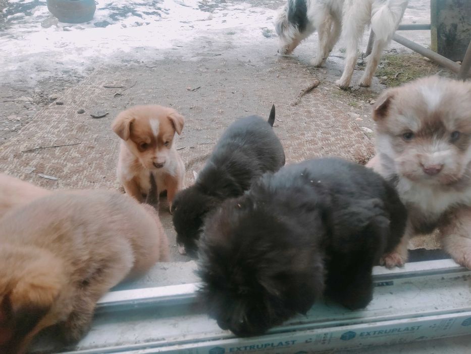 Donez spre adopție 7 cățeluși frumoși și mâncăcioși