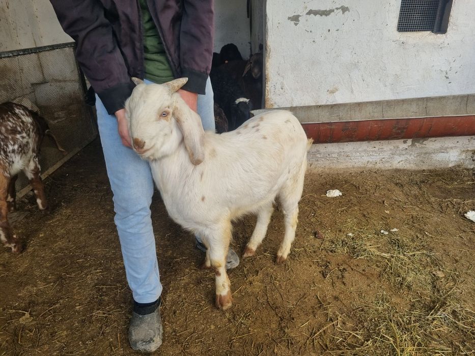 Сарка улоклар сотилади