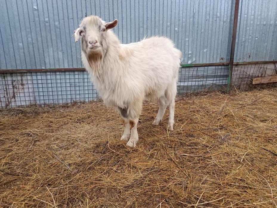 Продам козлов  на племя