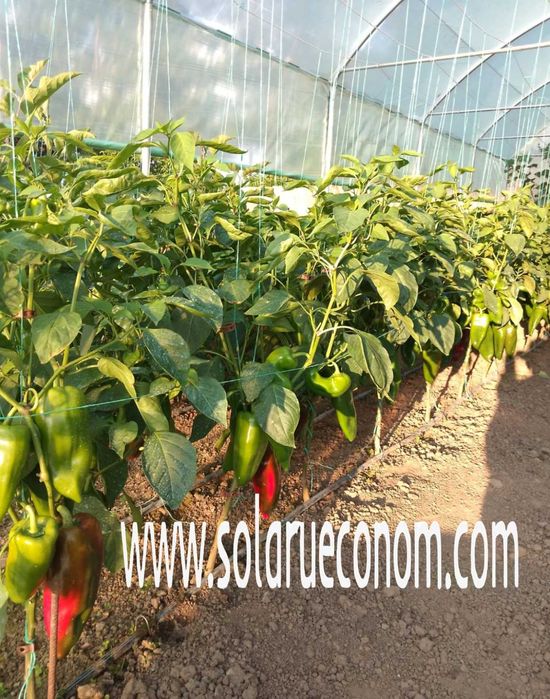 Solar(sera), premium, diverse dimensiuni