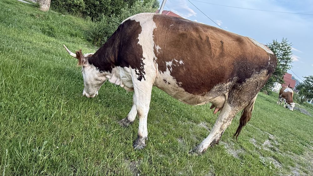 Vaca cu vitel.