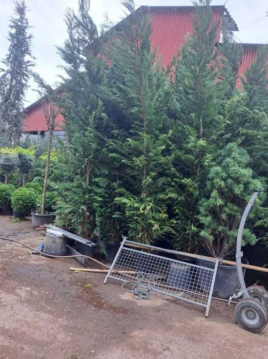 Plante Veșnic Verzi de Vârf – Aspect Compact și Bogat