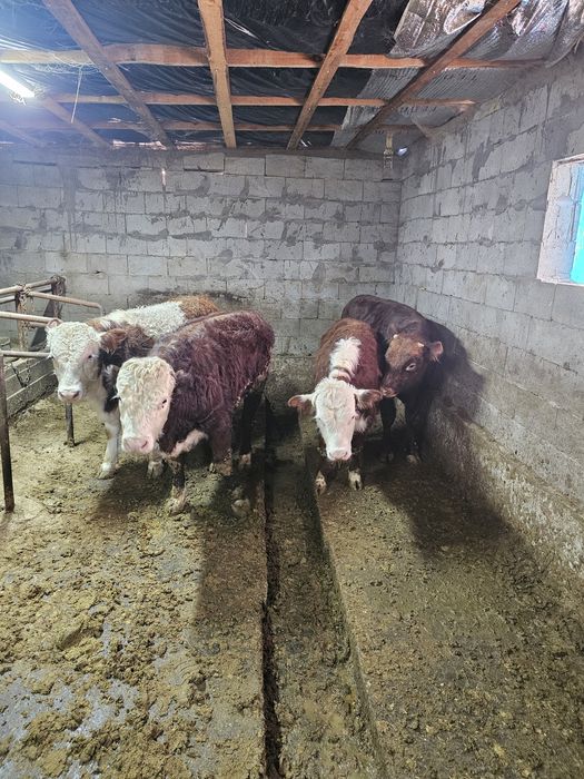 Быки  продам 4 чтук