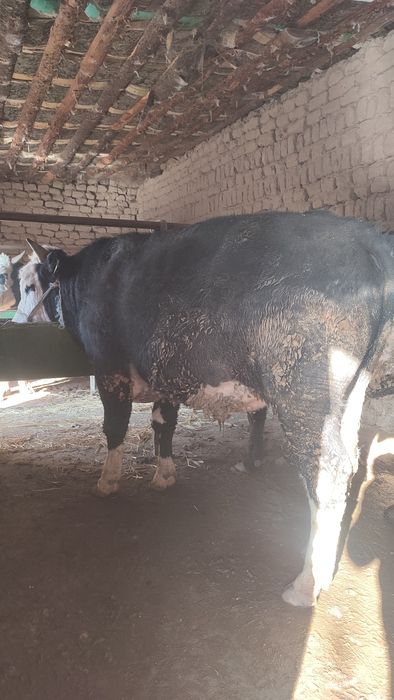 Осы 2 бас бұқа сатылады