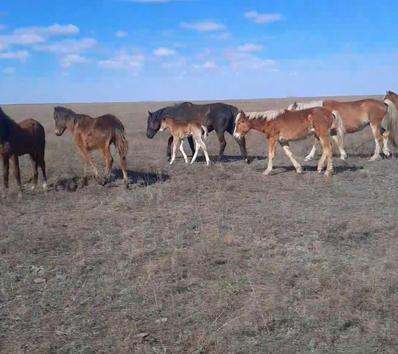 Ерке,ұрғашы тайлар сатылады.
